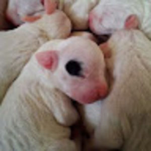 Meet your Posher, Diana